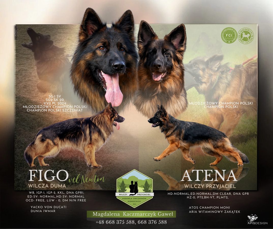 Wilczy Przyjaciel — Figo & Atena